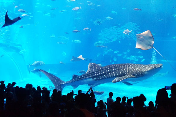 沖縄美ら海水族館